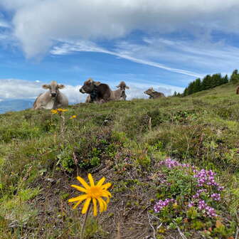 Die Küher bei der Alp dil Plaun in Feldis